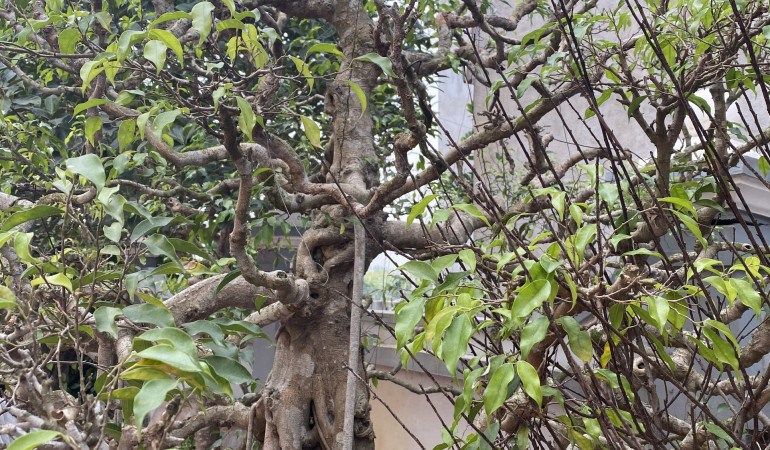 Cắt cỏ tỉa cành sao cho đúng